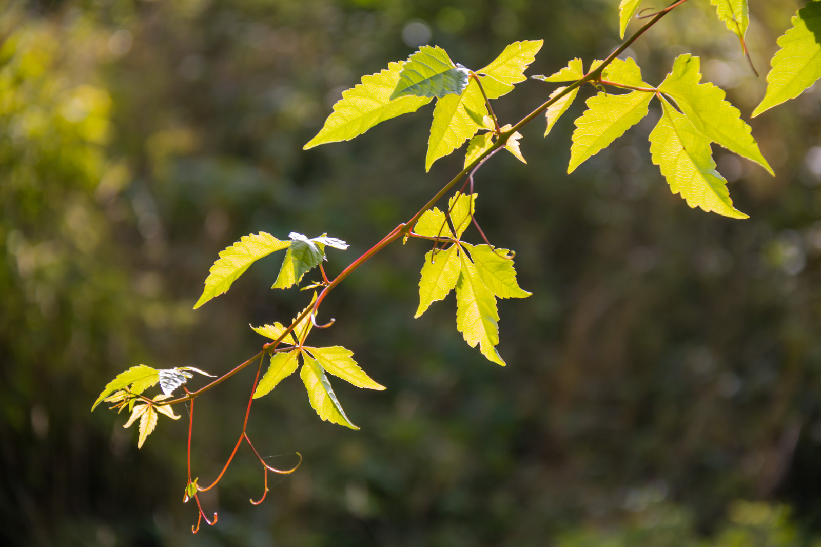 sollys, have, natur, afdeling, grøn, gul, blomst, træ, efterår, blad, blomst, plante, sæson, flora, tr d, lund, h st, l v, botaniskatr dg rden, exif model canoneos760d, geocountry, kamera gør kanon, geocity, kameramodel canoneos760d, geostate, geolocation, exif linse efs18200mmf3556is, exif åbning 56, exif gøre kanon, exif focallength 110mm, exif isospeed 125, botanicgarden, Botan, t dg rd, wildflower, fremstille, botanik, jord plante, blomstrende plante, vedplante, Busk, makrofotografering, løvfældende, ahorntræ