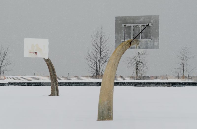 tree, branch, snow, winter, wood, Freezing tree, branch, snow, winter, wood, Freezing