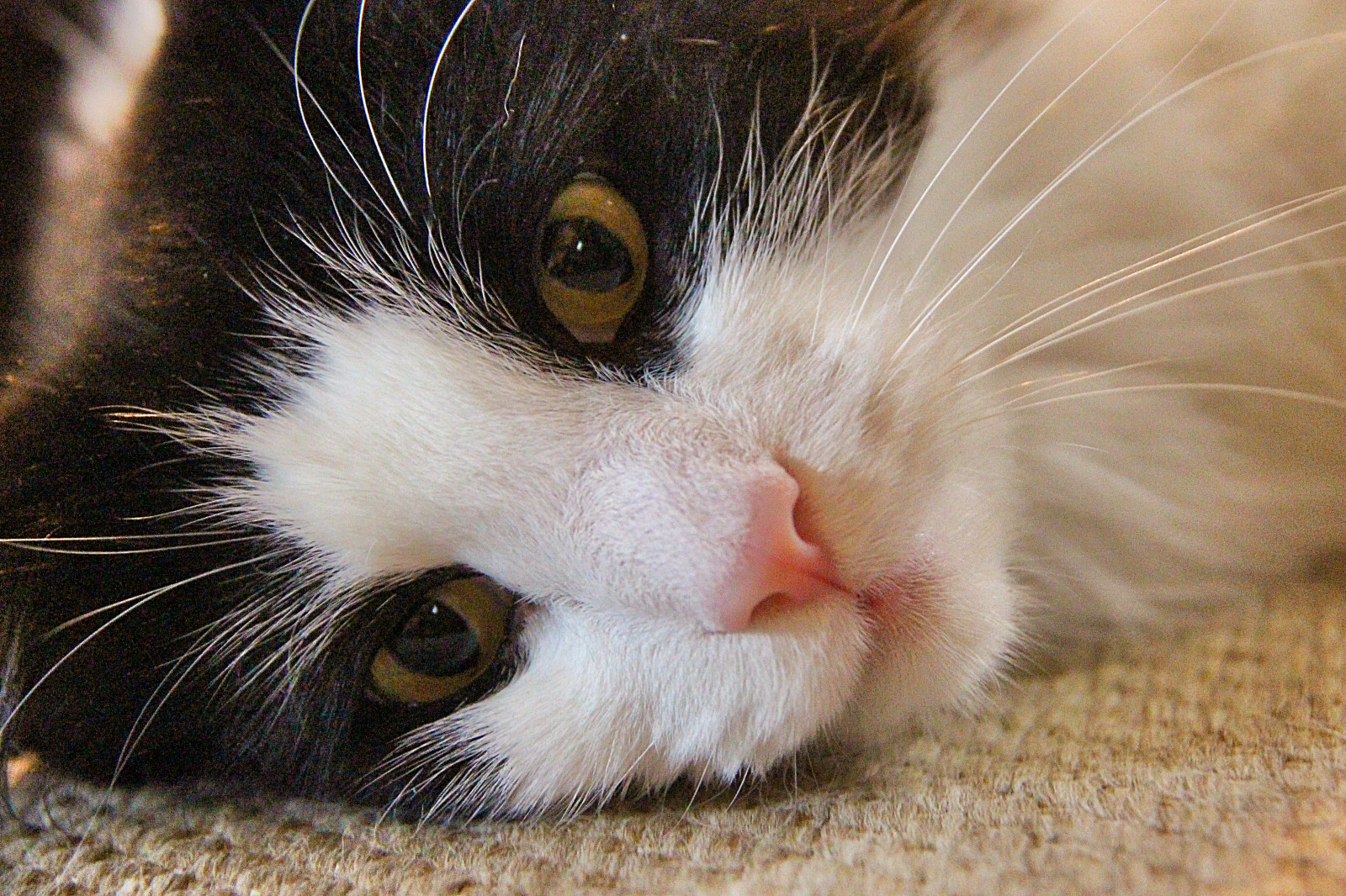 Gatito Rambo Fondos de pantalla : gato, nariz, bigotes, Rambo, ojo, Descansando ...