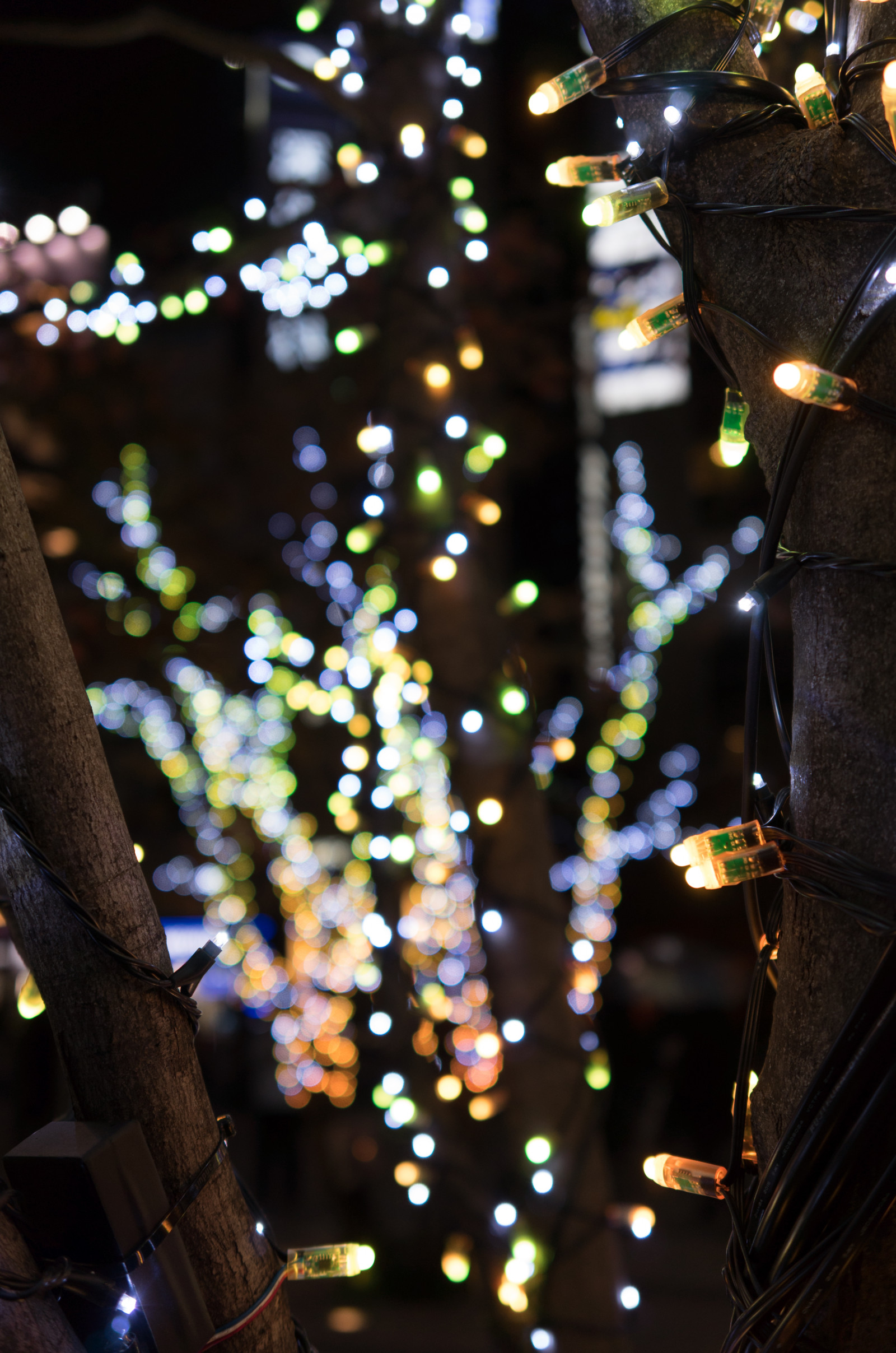 Japonsko, noc, Vánoce, Vánoční osvětlení, Leica, Tokio, jp, světlo, barva, květ, osvětlené, osvětlení, osvětlení, tma, T, leicat, summicront235, Summicron, t235, tokyomidtown, vánoční dekorace