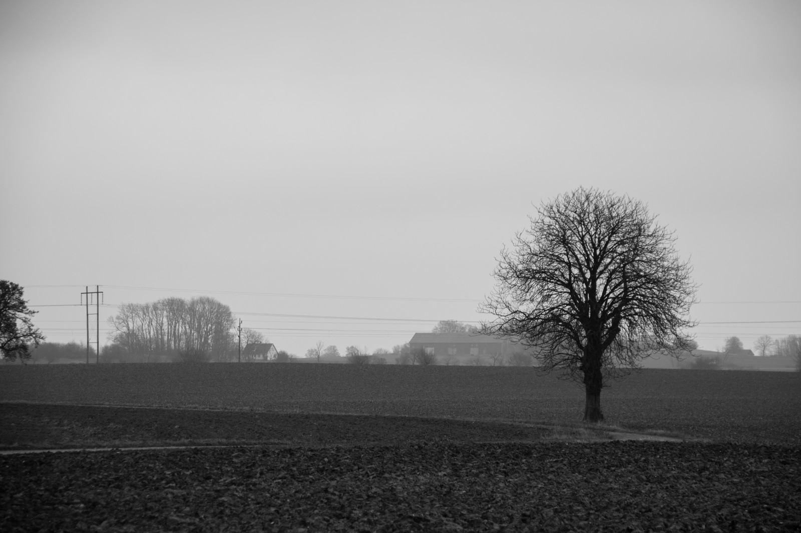 slunečnímu záření, krajina, bílý, Černá, černobílý, večer, ráno, mlha, horizont, soumrak, opar, Černý a bílý, mrak, strom, mlha, počasí, svítání, tělesné, tr d, venkov, landsbygd, svartvit, tvar, landskap, tma, atmosférický jev, Atmosféra Země, Černý a bílý, monochromatické fotografování, dřevina