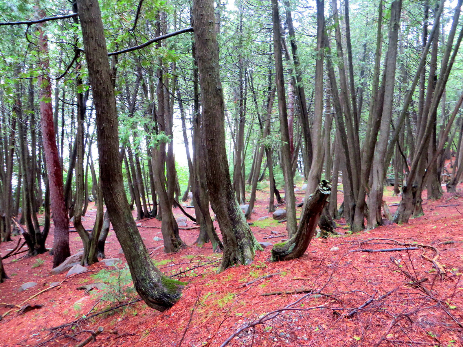 stromy, les, tráva, větev, růže, růžový, jaro, Quebec, přírodní rezervace, strom, rostlina, vegetace, Foret, arbres, zálesí, háj, ekosystém, kufr, prales, smíšený les, opadavý, národní park, t miscamingue, img4738, Lafor tenchant e, valdivian temperate rain forest