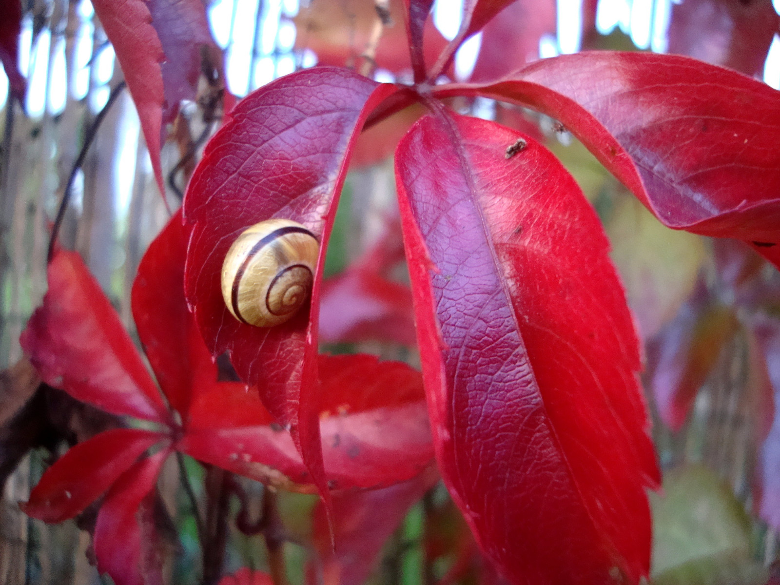 สีแดง, เน่า, เยอรมนี, th ringen, รูปภาพ, ไวน์, Erfurt, หอยทาก, ธุดงค์, schnecke, Wein, wanderung, schneckenhaus, Weinlaub, Wineleave