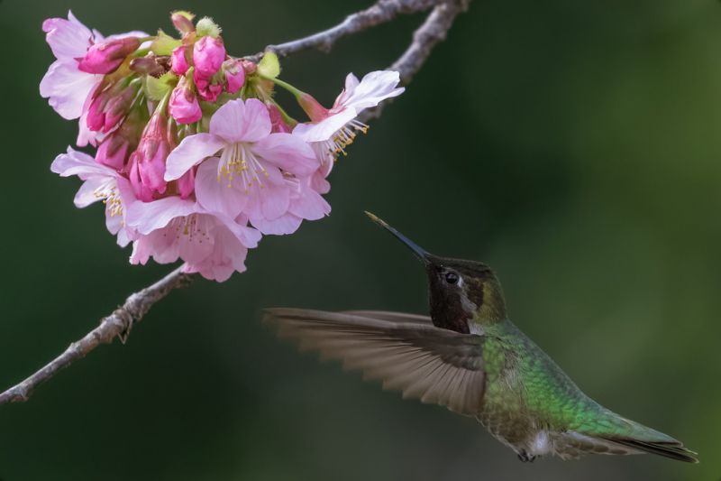 oiseau, colibri, faune, flore, le bec, Pollinisateur oiseau, colibri, faune, flore, le bec, Pollinisateur
