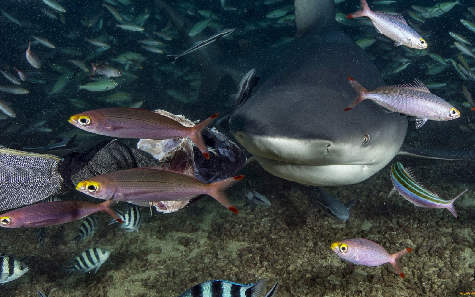 デスクトップ壁紙 : 鮫, 水中, 水族館, 脊椎動物, 海洋生物学, 深海魚, サンゴ礁の魚, レクイエムサメ 1920x1200 ...