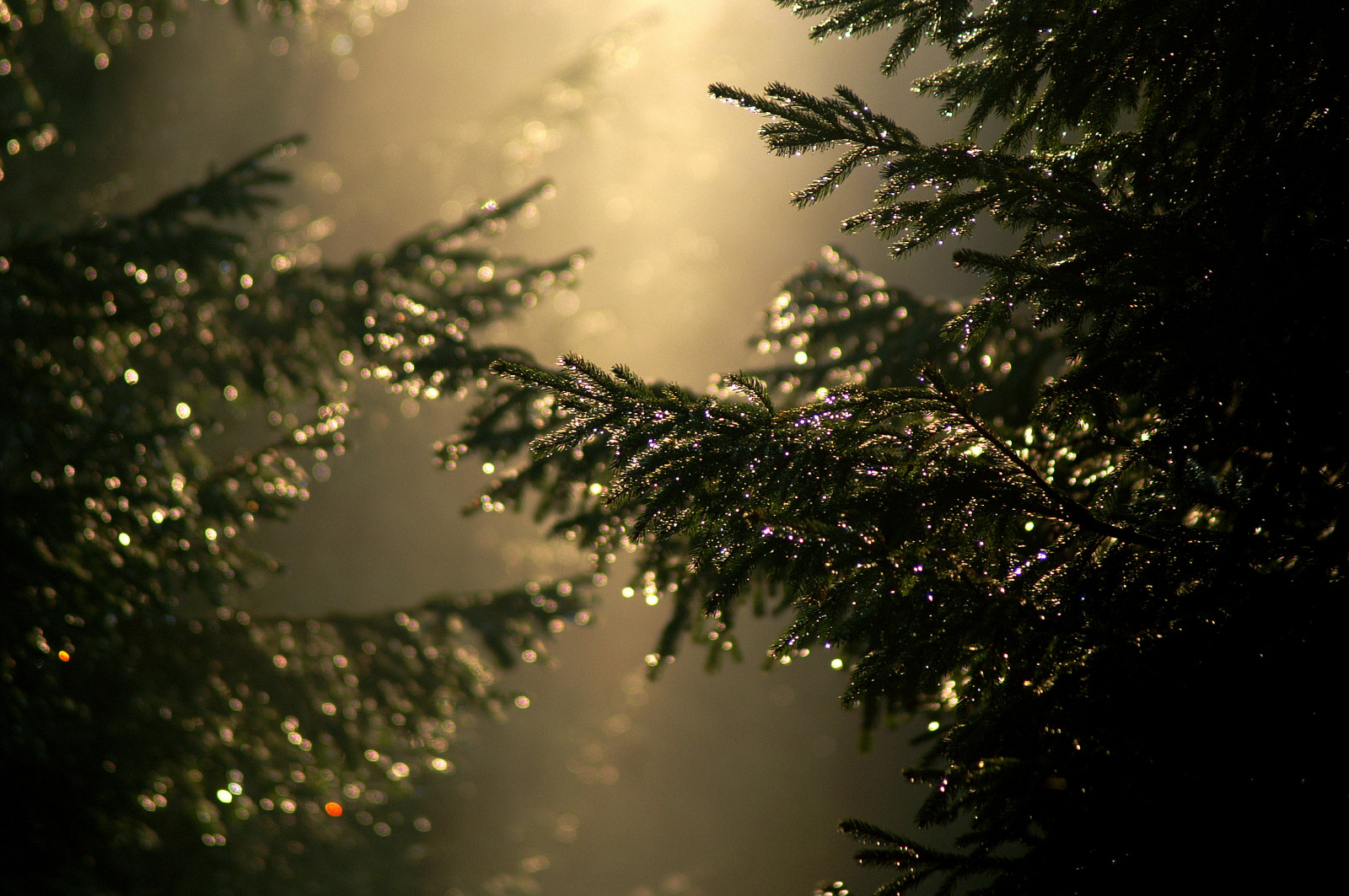 slunečnímu záření, stromy, noc, voda, Příroda, odraz, nebe, větev, večer, ráno, bokeh, světlo, strom, list, květ, rostlina, dof, kapky, les, dSLR, tma, contrejour, 75300, thechallengefactory, dřevina