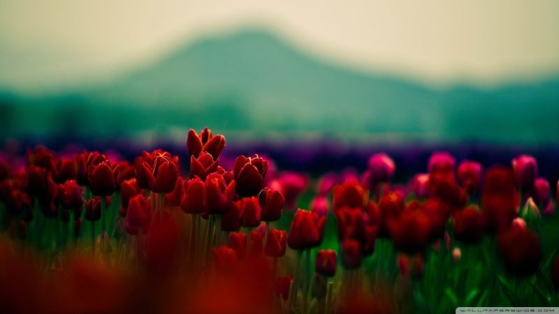 flowers,sky,field,spring,sunlight,morning