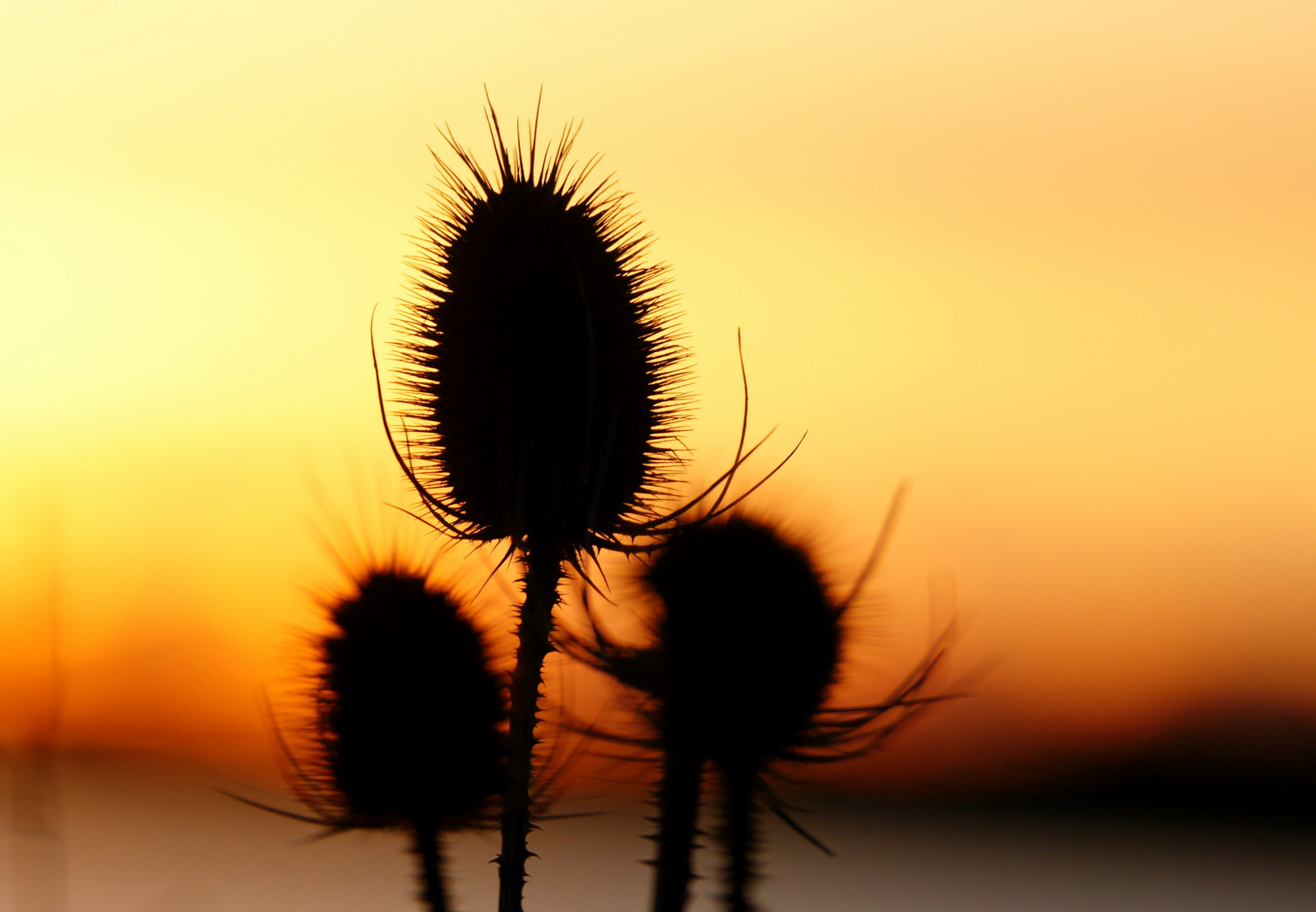 luce del sole, tramonto, natura, riflessione, cielo, inverno, silhouette, giallo, Dorset, mattina, Sole, bokeh, UK, 2013, febbraio, Messa a fuoco, leggero, foglia, fiore, pianta, bellezza, flora, gdl, colore, forma, 3, tre, gruppo, trio, impianto di terra, pianta fiorita, avvicinamento, fotografia macro, staminali vegetali, Arecales, famiglia delle margherite, picchi, stevemaskell, poole, teasels, holesbay