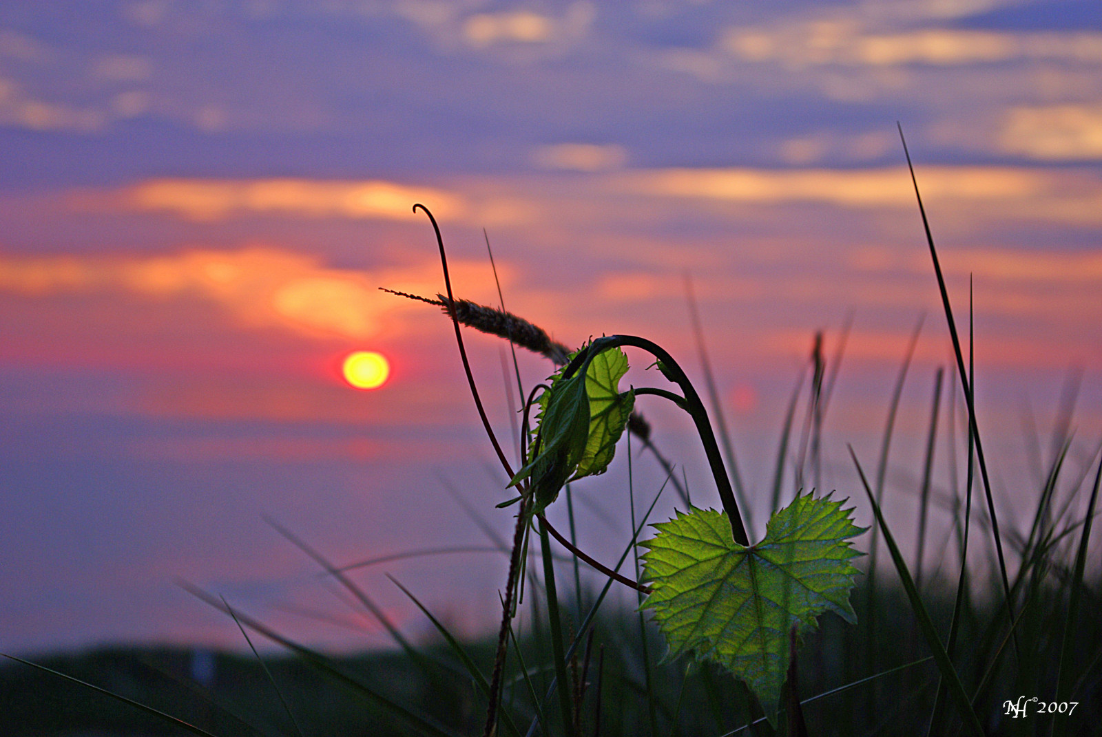 modrý, západ slunce, oranžový, jezero, zelená, tráva, žlutý, list, nachový, Michigan, duna, Michiganské jezero, FP, E7, naturesfinest, outstandingshots, abigfave, bestpicturesonflickr, anawesomeshot, colorphotoaward, diamondclassphotographer, norjam8, Imgp9617p1, Fllckrdiamond, norjamss