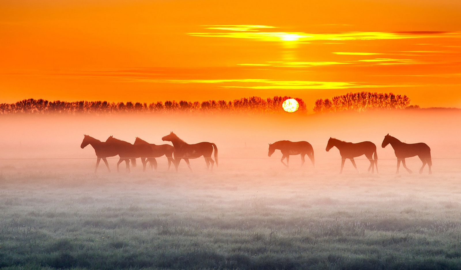 paesaggio, animali, tramonto, natura, cavallo, Alba, mattina, Sole, orizzonte, steppa, alba, prateria, mandria, pianura, prateria, ambiente naturale, fenomeno atmosferico, ecosistema, savana, cavallo mustang
