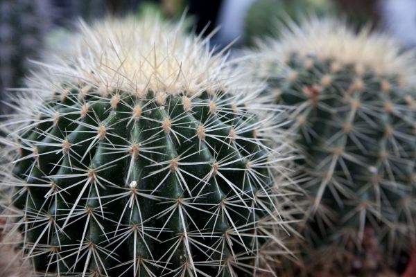 cactus,succulents,thorns,close up