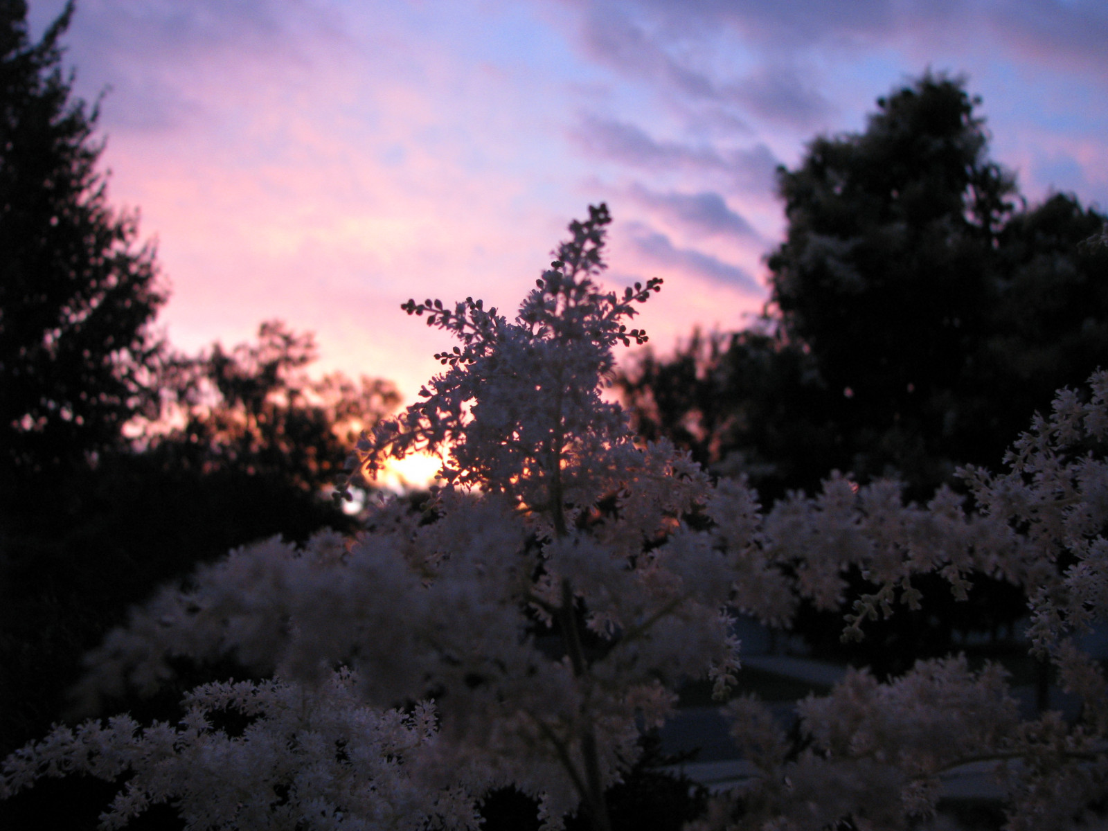 สีชมพู, ดอกไม้, สีน้ำเงิน, ต้นไม้, พระอาทิตย์ตก, ฤดูร้อน, ท้องฟ้า, เมฆ, สีขาว, ดอกไม้, สี, ต้นไม้, ธรรมชาติ, สี, มิถุนายน, วิสคอนซิน, เมฆ, Canon, ตอนเย็น, มีสีสัน, ธรรมชาติ, พลบค่ำ, สดใส, Madison, astilbe, ใจร้อน, ขนมอบ