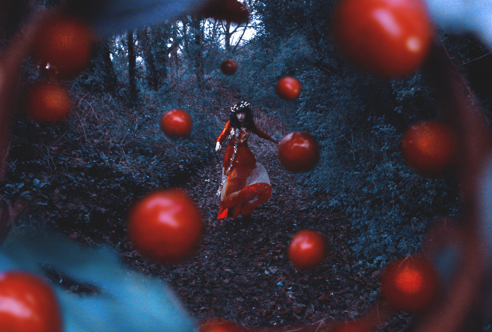 les, Černá, jídlo, portrét, Červené, zima, ovoce, Studený, vlasy, bledý, Vánoce, plovoucí, jeřabin, cesta, Volný, uvolnit, Pojmový, UMĚNÍ, Krásná, pokuta, květ, rostlina, hnutí, já, podivný, zvláštní, vyrobit, suchozemská rostlina, kvetoucí rostlina, makro fotografie, pozlátko, strašidelný, letivation