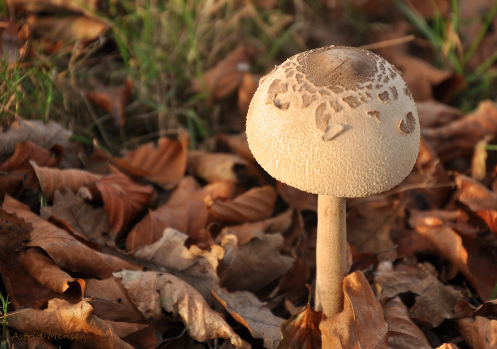 Příroda, houba, houba, 2014, podzim, sezóna, greatphotographers, flóra, fauna, paddenstoelen, zálesí, Herfst, půda, makro fotografie, hlíva ústřičná, agaricomycetes, léčivý houba, penny bun, Bolete, jedlá houba, agaric, matsutake, Agaricaceae, agaricus, žampión ústřičná