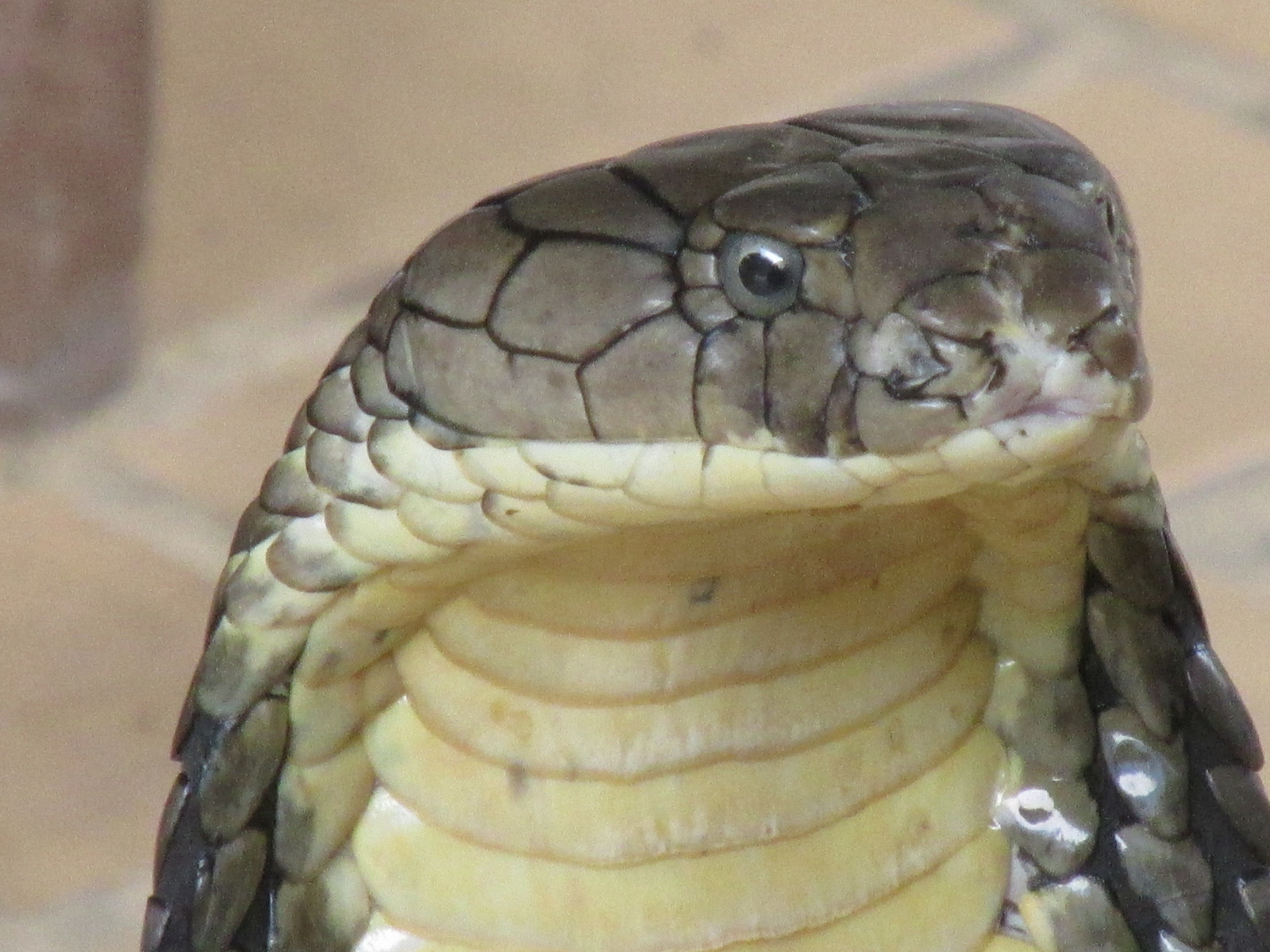 had, plaz, zmenšen plazů, had, Elapidae, Colubridae, terrestrial animal, fauna, chřestýš, ZMIJE, kobra, mamba, užovka, Kingsnake, Hroznýš, indian cobra, thamnophis, organismus, Hognose snake, boas