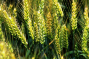 Bakgrundsbilder : solljus, mat, natur, växter, fält, makro, vete, råg ...