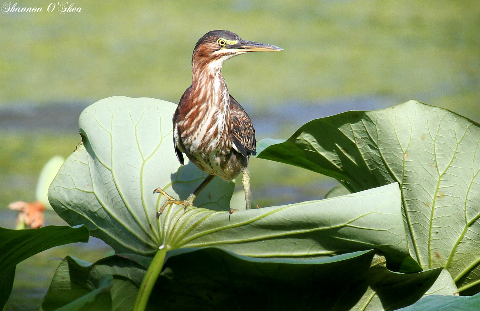 verde, uccello, airone, natura, Loto, Pennsylvania, natura, Uccelli acquatici, bosco selvaggio, harrisburg, butorides virescens, lotusleaf, wildwoodlake, Birdyfeet, Canoneos7d, Shannonroseoshea