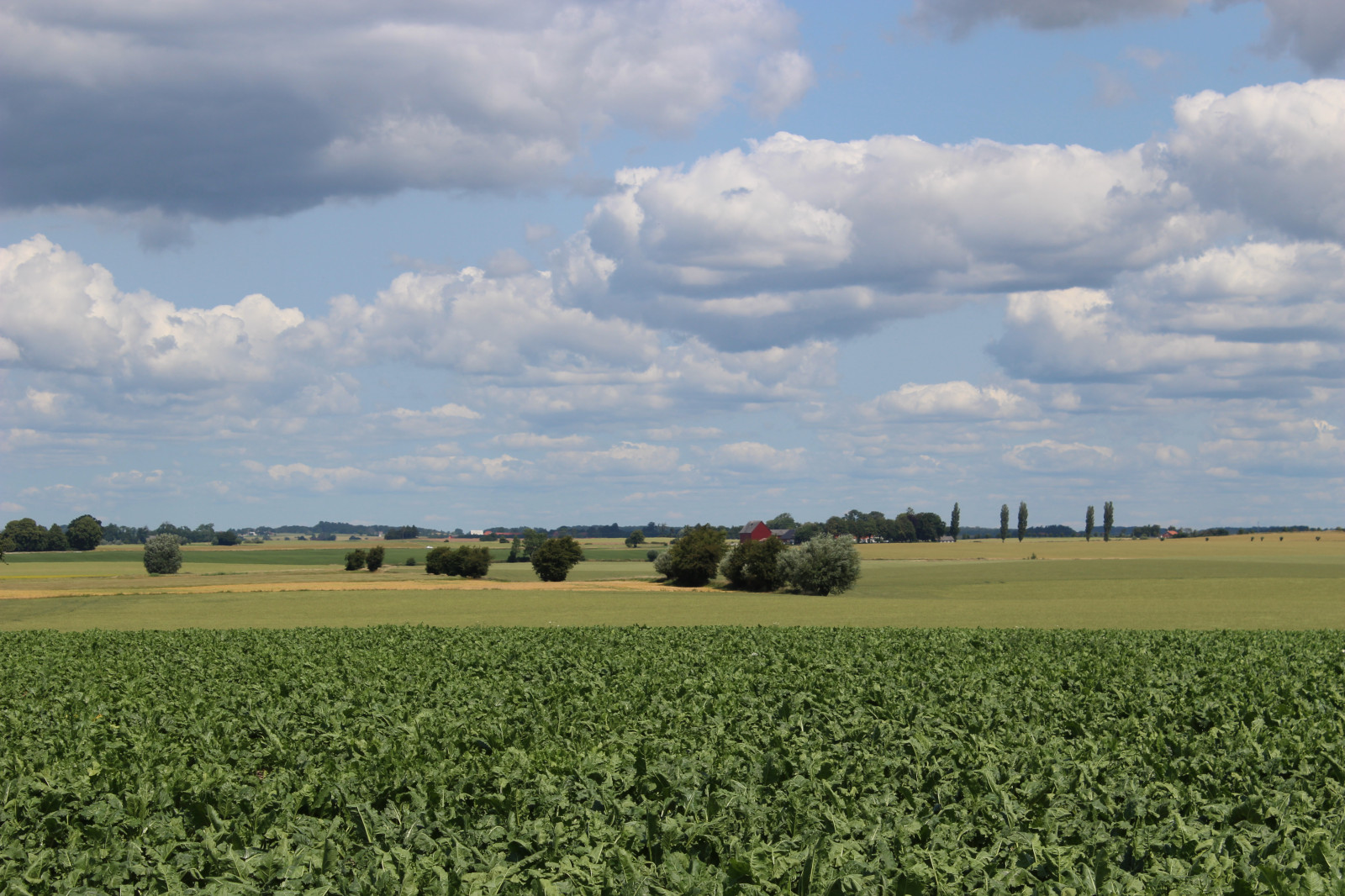 paesaggio, cibo, erba, cielo, campo, azienda agricola, orizzonte, Grano, semi, steppa, colza, nube, fiore, prateria, pianta, pascolo, canola, agricoltura, Söderslätt, prato, pianura, prateria, raccolto, suolo, area rurale, impianto di terra, pianta fiorita, famiglia di erba, brassica, impianto di senape, risaia