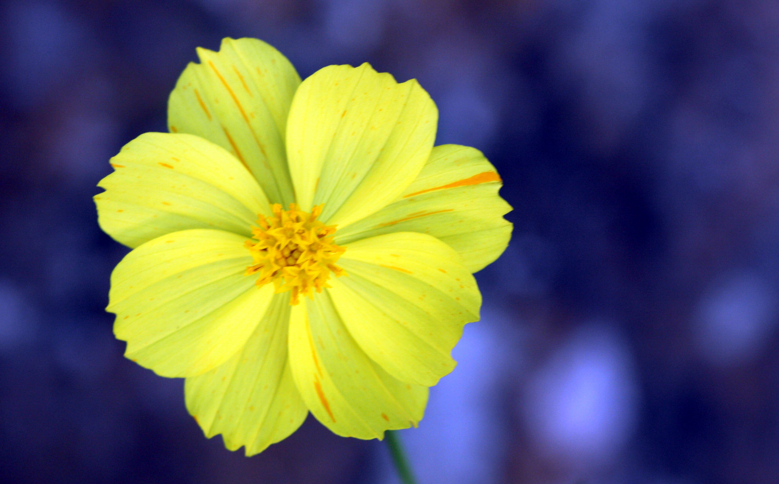 světlo, květ, makro, UMĚNÍ, Příroda, žlutý, Kánon, zahrada, Asie, prozkoumat, 2008, dokonalost, Xeno, onblue, Béžová, 40d, mywinners, aplusphoto, excapturemacro