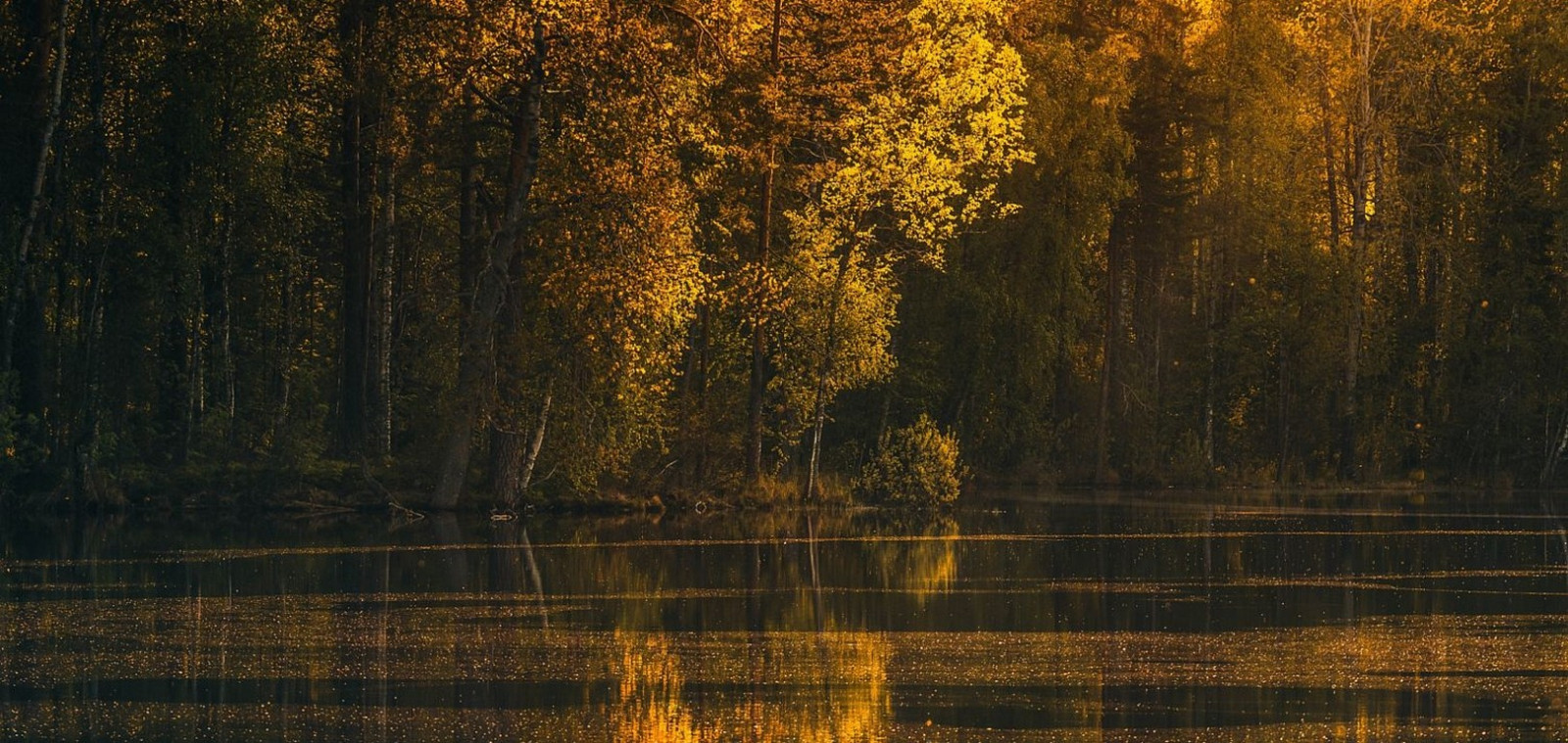 luce del sole, alberi, paesaggio, foresta, autunno, le foglie, tramonto, lago, natura, riflessione, fotografia, ramo, giallo, sera, mattina, acque calme, palude, zone umide, albero, autunno, foglia, stagione, bosco, habitat, ambiente naturale, fenomeno atmosferico