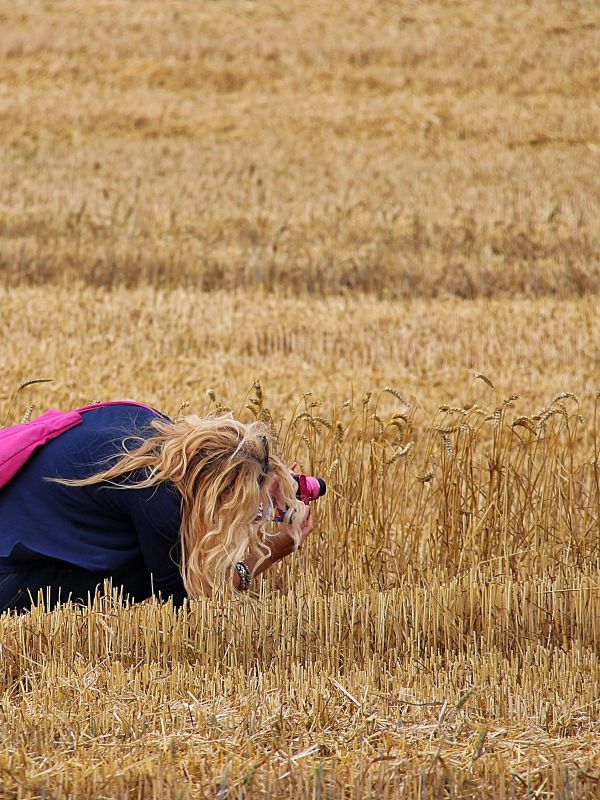 food,grass,field,wheat,landscape,crops