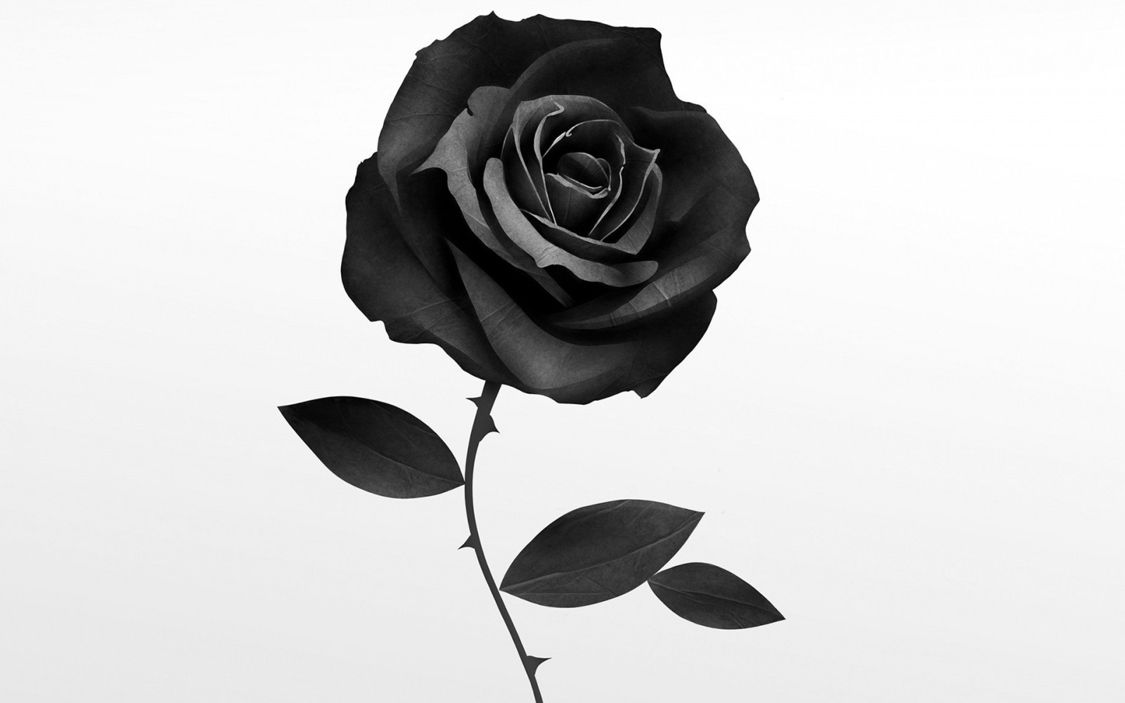 Preto, ilustração, monocromático, Flores, minimalismo, obra de arte, fundo branco, rosa, flor, plantar, pétala, Preto e branco, Fotografia monocromática, Planta de terra, Planta de florescência, produtos, Família cor de rosa