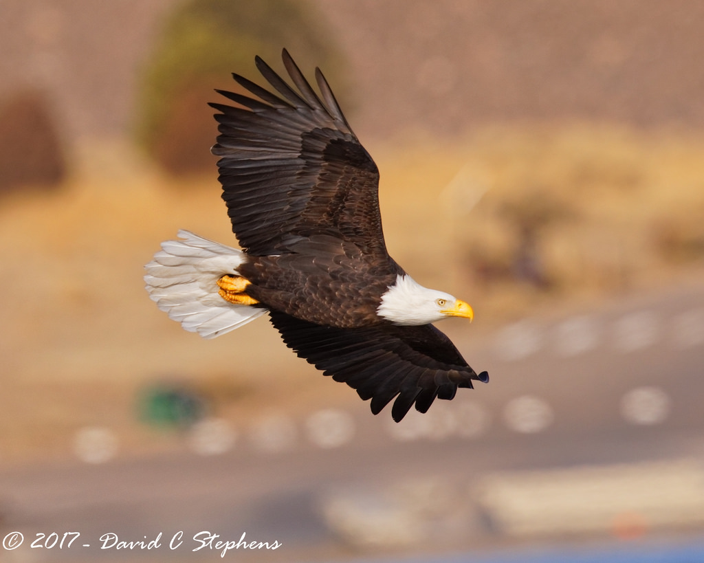 birdofprey, ørn, Hvidhovedet havørn, Flyvningen, BIF, birdinflight, flyvende, raptor, Englewood, Colorado, Forenede Stater, os, n7a3255dxo, canon5dmkiv, ef500mmf4lisii, ef14xtciii, natur, by-, URBANNATURE, alle rettigheder forbeholdes, copyright2017davidcstephens, dxoopticspro113, pixelpeeper, getty