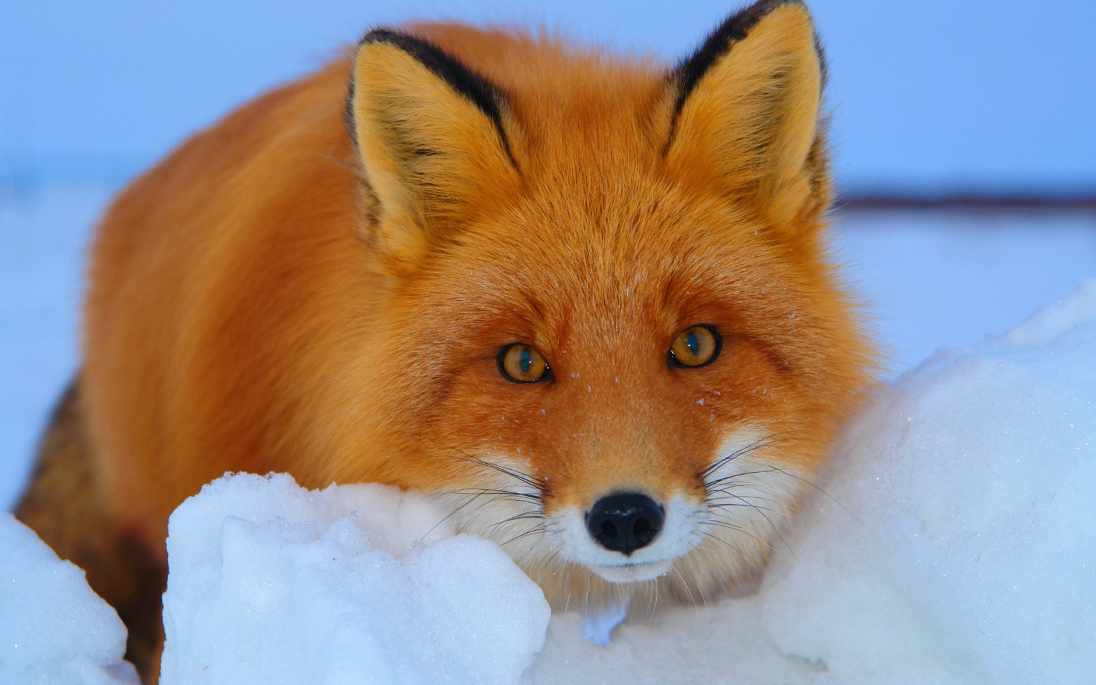 vilda djur och växter, räv, djur-, se, fauna, däggdjur, rädsla, ryggradsdjur, hund som däggdjur, hundras grupp, carnivoran, röd räv, kit räv, Dhole, munkorg, finnspets