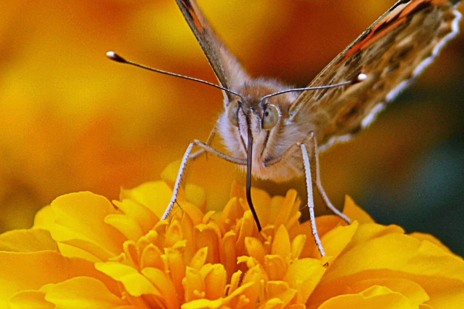 Schmetterling, Insekt, Tierwelt, Pollen, Motte, Blume, Flora, Insekt, Blütenblatt, Papillon, Eos, Schmetterling, Fauna, Thebestofmimamorsgroups, Flickrawardgallery, Gut Gold, Flickrsportal, Goldwildlife, Canonfrance, Pest, 450d, 3000v120f, Nahansicht, Makrofotografie, wirbellos, Gliederfüßer, Organismus, Nektar, Insekten, Bestäuber, Motten und Schmetterlinge, 55250mm, Lycaenid, Insekten, Pinsel footed Schmetterling, Specinsect, Identifiziert, Insekts