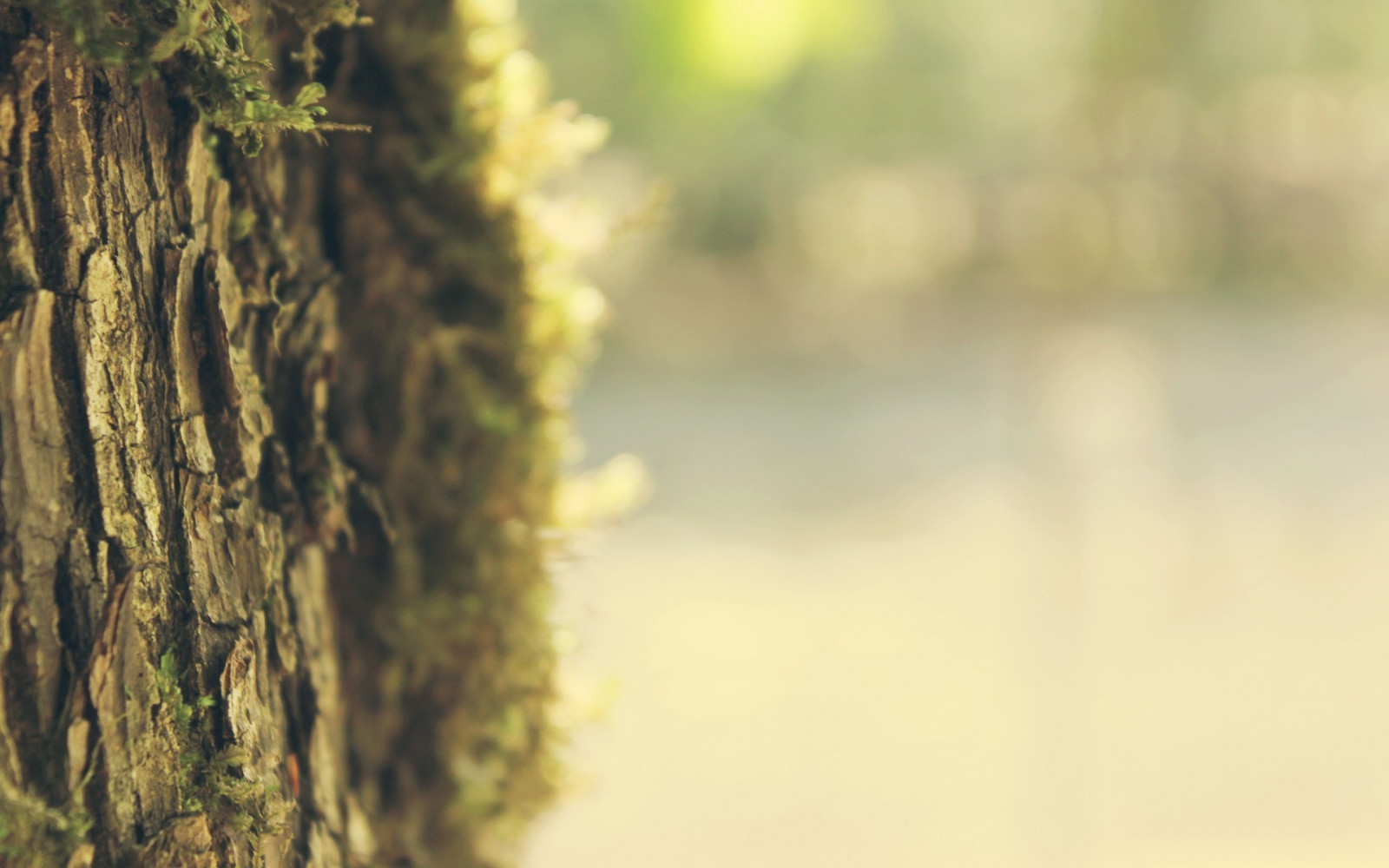 lumière du soleil, des arbres, forêt, Profondeur de champ, la nature, réflexion, herbe, branche, vert, Matin, flou, Bokeh, lumière, arbre, l'automne, feuille, fleur, plante, saison, environnement naturel, Plante boisée, fermer, Photographie macro, Famille d'herbe, Tige de plante