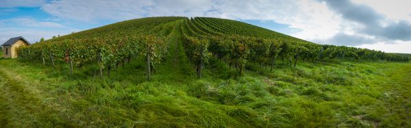 hill,grass,field,wine,green,forest