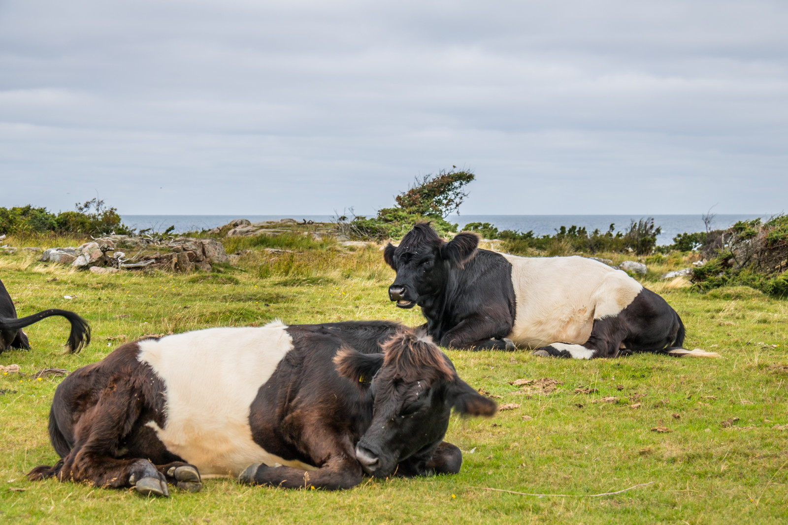tráva, hospodařit, kráva, květ, pastvina, hallandsv der, v der n, dobytek, ko, n tkreatur, yak, stádo, louka, savec, venkov, dobytek, jako je savec, hřebec, pastvisko, dojnice