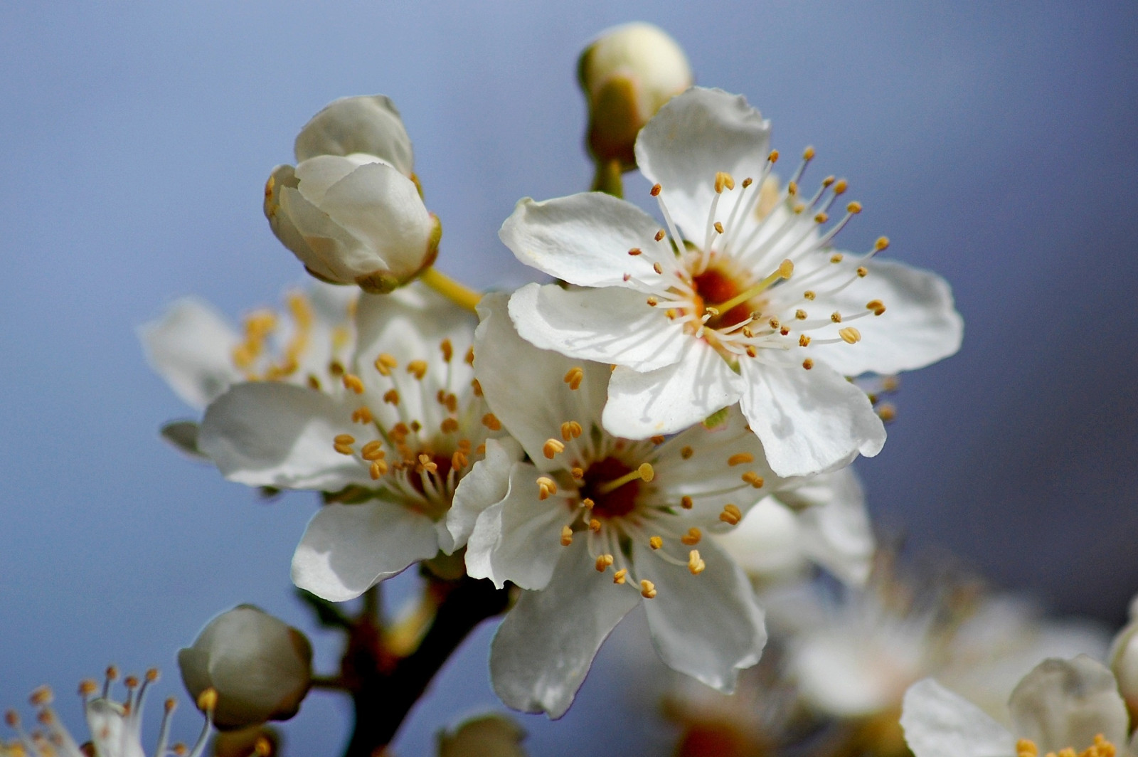 by, blå, lys, himmel, Sol, sollys, hvid, sløring, kold, blomst, farve, detalje, træ, grøn, smuk, gul, kronblade, forår, stilk, Busk, Fokus, varm, farver, lyse, blomst, hoved, baggrund, magi, blomster, Solrig, skarp, kronblad, afgrøde, nætter, knop, dejlig, 1001nights, 1001, beskæring, skarphed, magiccity, 1001nightsmagiccity, mygearandmediamond, blinkagain, photographyforrecreationeliteclub