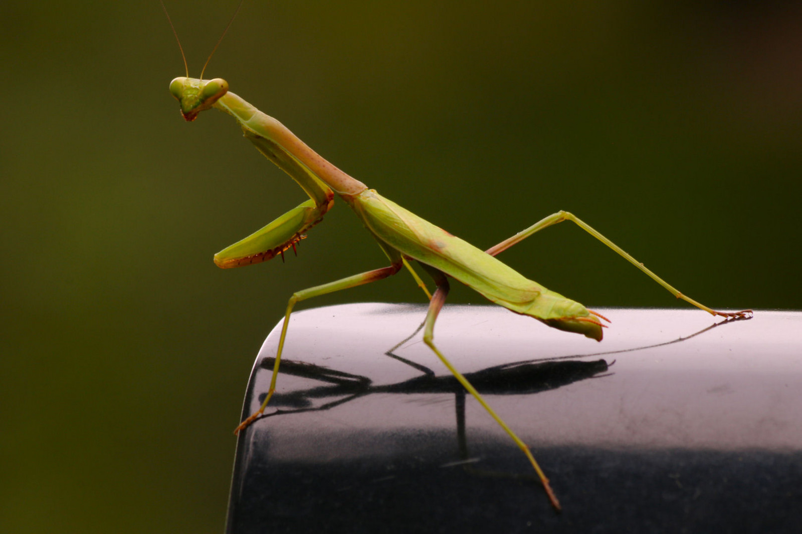 dveře, SC, Příroda, Kánon, kudlanka, hmyz, Jižní Karolína, září, Kořist, manfrotto, Takemetoyourleader, Průkopník, 2014, marc50, Lexingtoncounty, eos70d, mt055xpro3