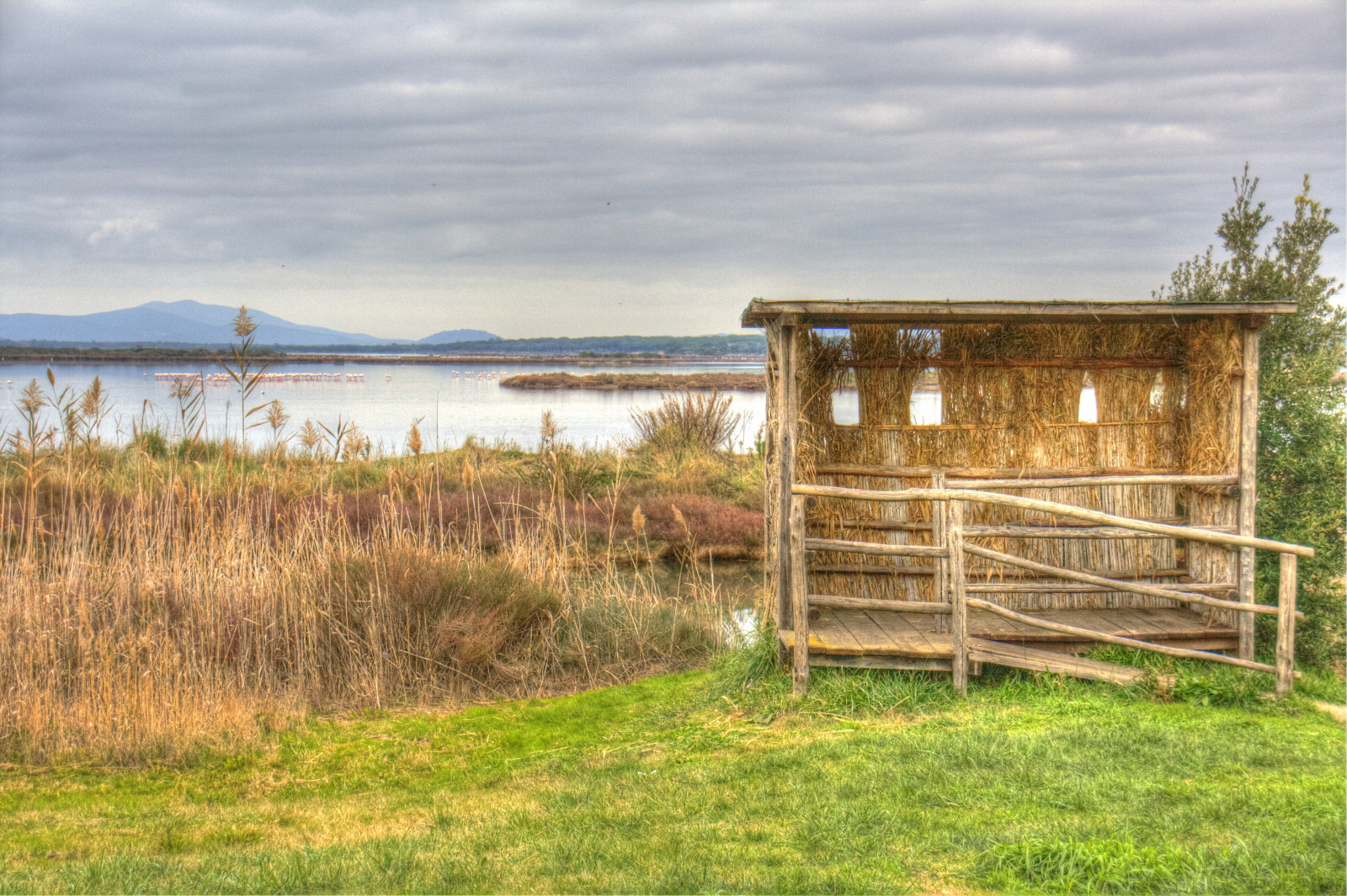 Wallpaper pink, sea, sky, Italy, clouds, reeds, point, Punto, Italia