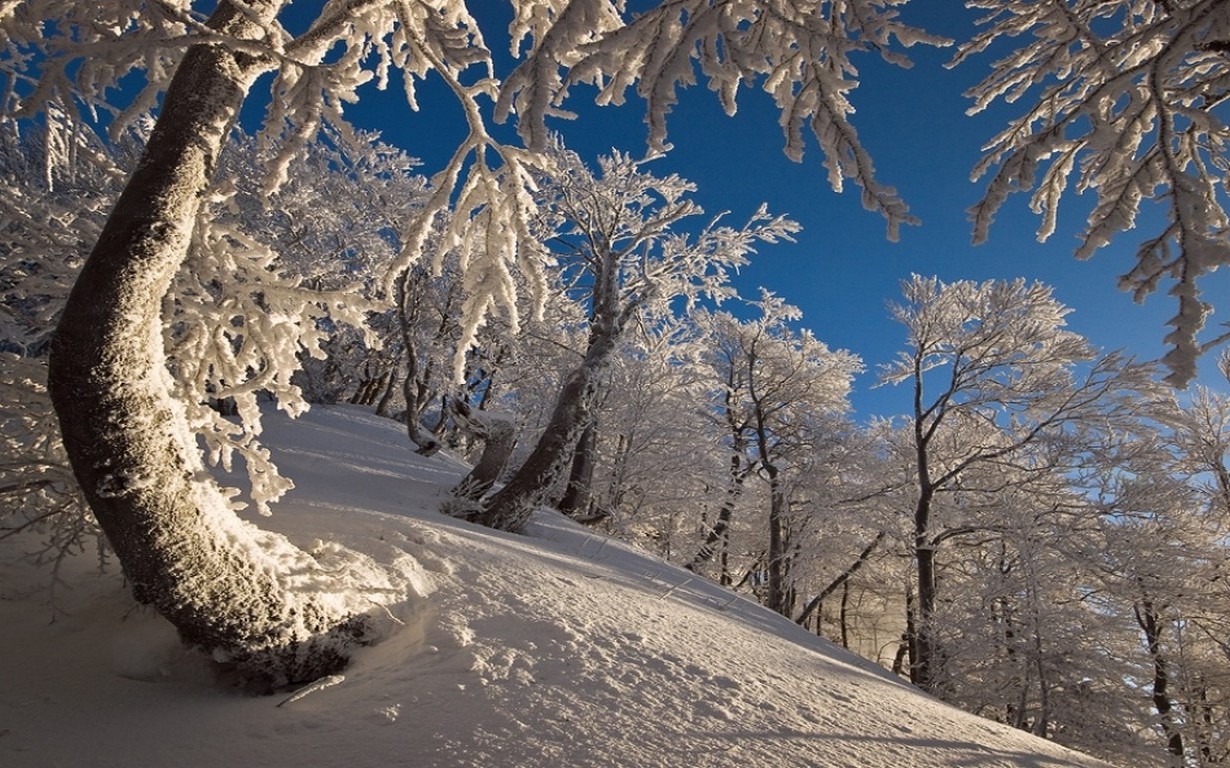 sollys, træer, landskab, Skov, hvid, natur, sne, vinter, afdeling, is, morgen, frost, Fryser, træ, bjerg, blomst, vejr, plante, sæson, vedplante, 1230x768 px