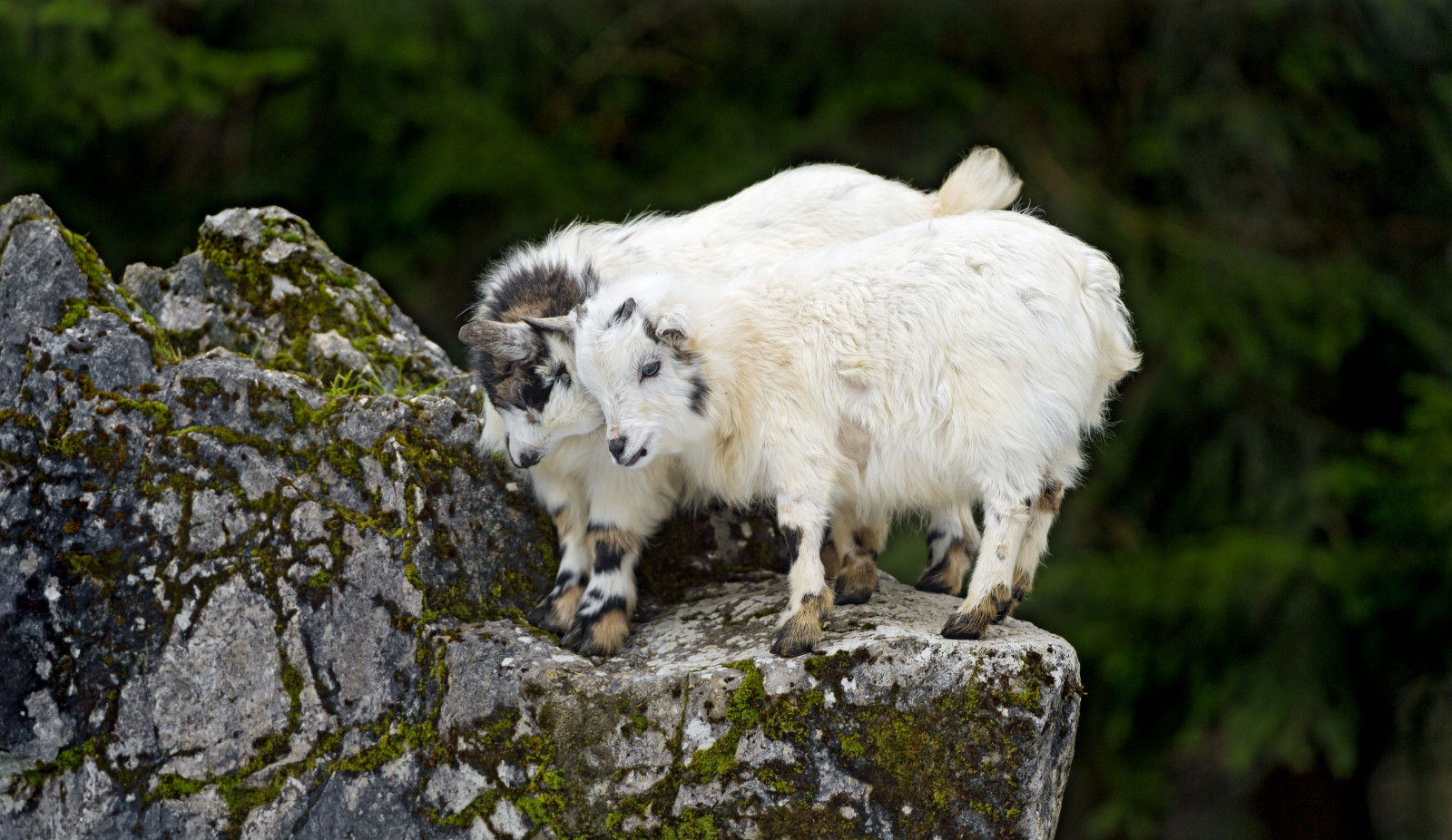 dyr, natur, græs, dyreliv, pattedyr, geder, får, blomst, græs, ged, yak, fauna, pattedyr, hvirveldyr, 4918x2848 px, bjergged