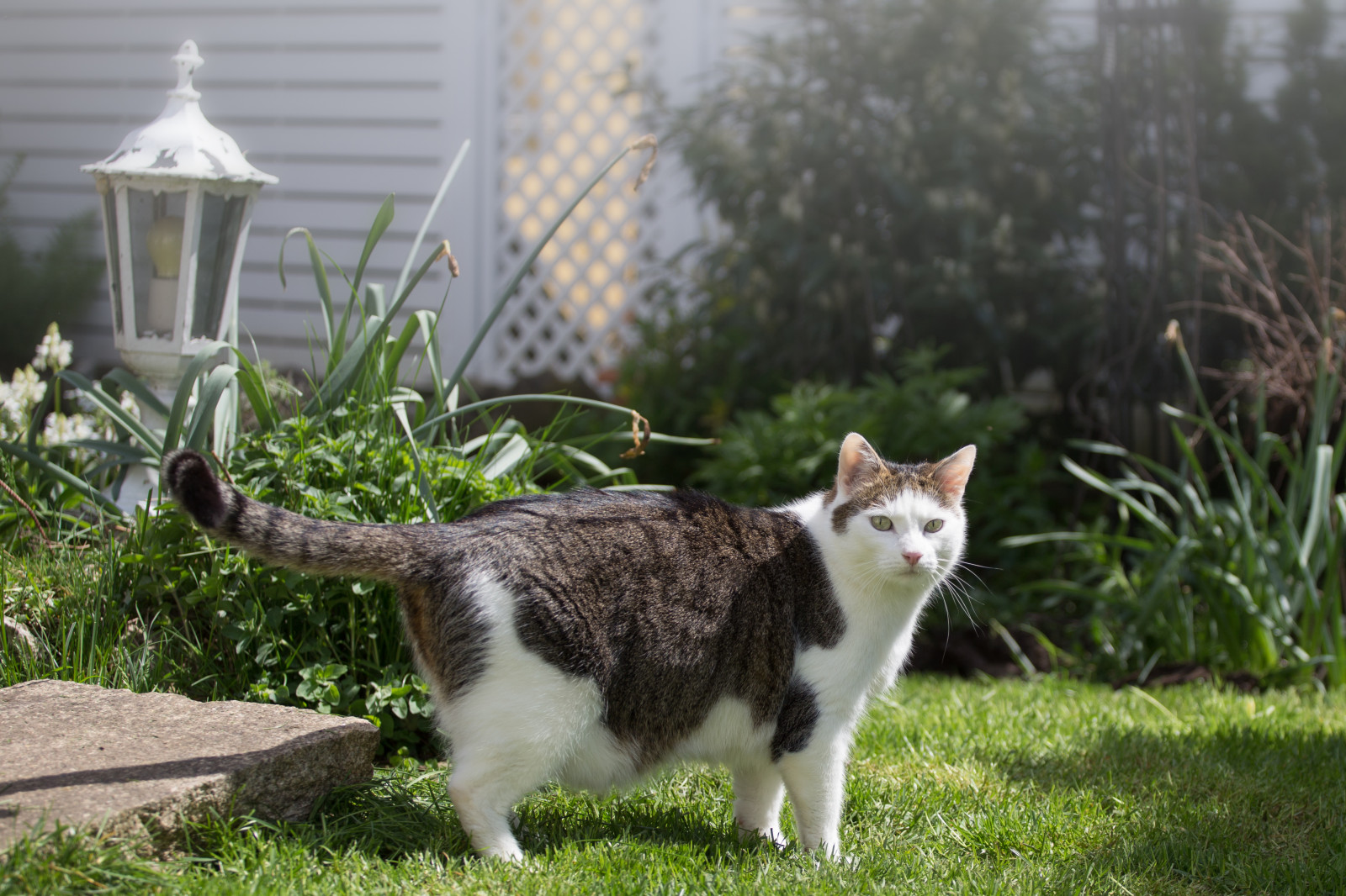 kočka, tráva, tygr, kníry, islandský sokol, rostlina, fauna, kočka jako savci, tráva rodina, malé až středně velké kočky, domácí krátké vlasy kočka, mourek, katze, Evropská krátkosrstá, aegean cat
