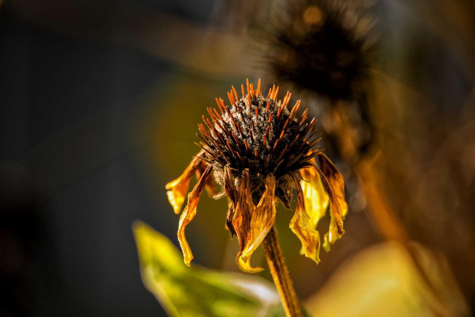 Hintergrundbilder : Herbst, Sonne, Gelb, Sonnenaufgang, Washington
