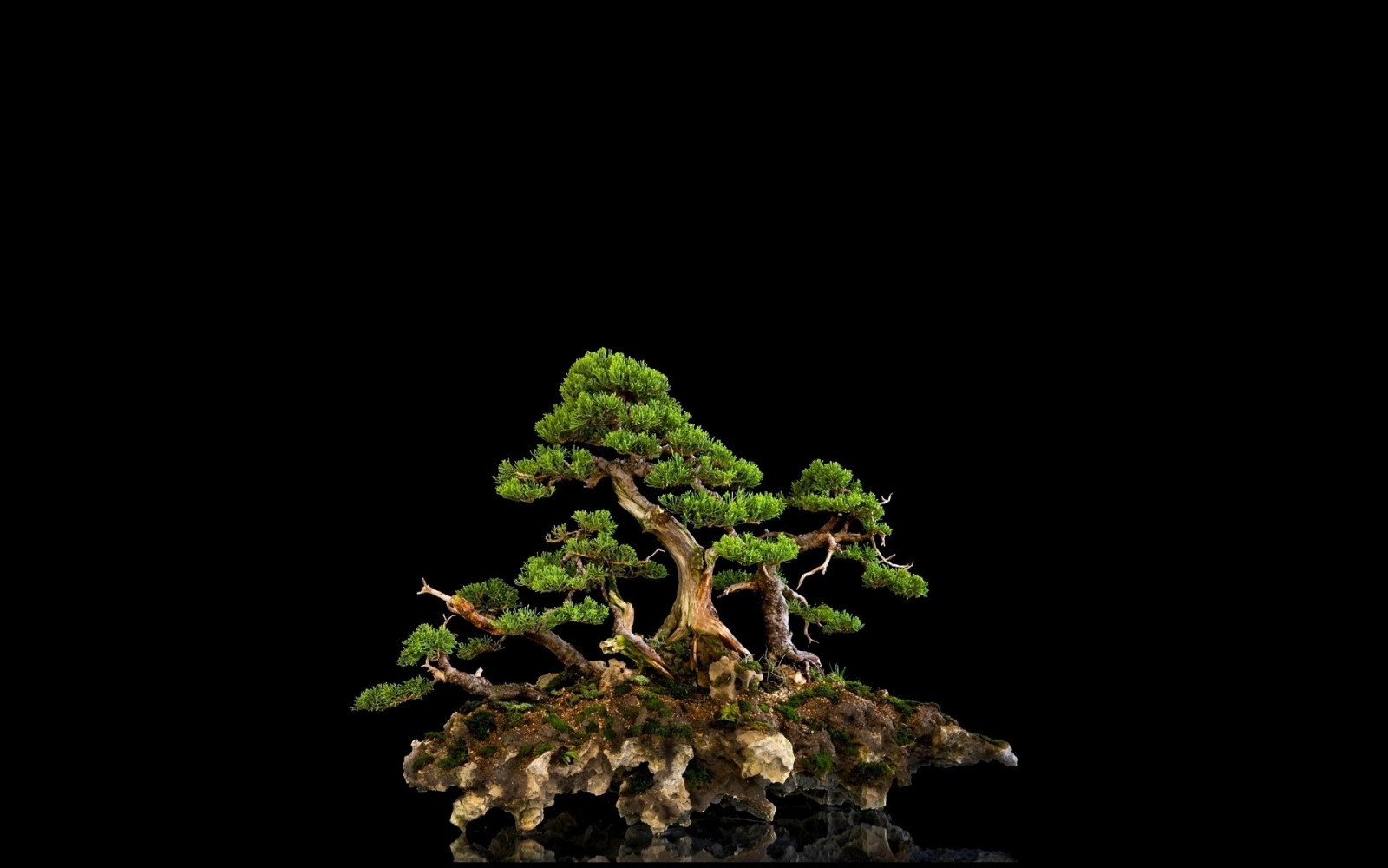 albero, Bonsai, sfondo nero