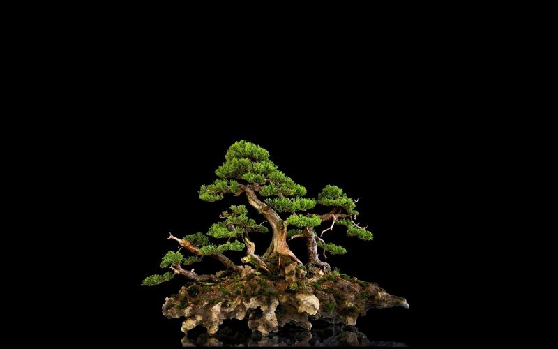 Bonsai,drzewo,czarne tło