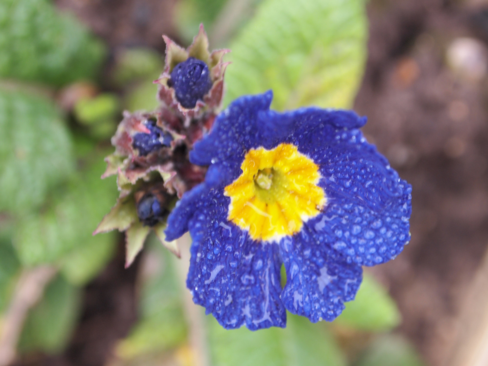 květiny, modrý, zima, Anglie, rostliny, květ, Příroda, žlutý, fotografování, Sussex, Alexander, Primulka, Primulas, Ekaterina