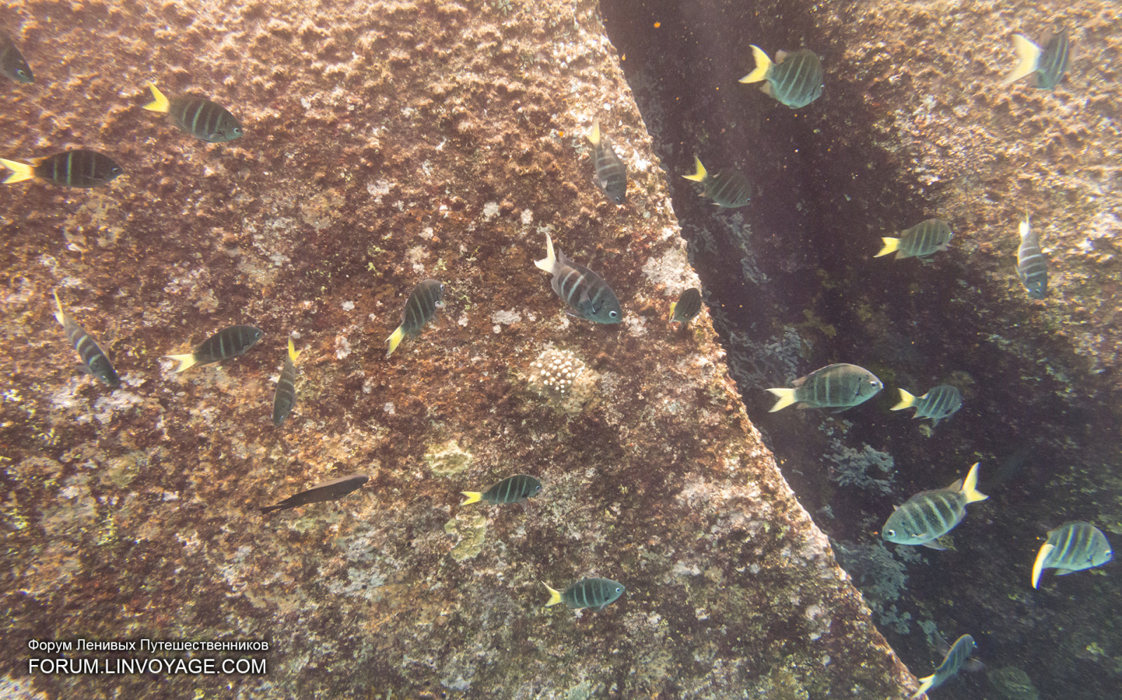 lidé, loď, loď, moře, Skála, Příroda, Ryba, bouřka, zelená, Volně žijících živočichů, Pod vodou, textura, vítr, ostrov, kámen, jachta, Thajsko, rybolov, biologie, list, venkovní, oceán, vlna, kapička, phuket, phuketian, plachta, Similan, phuketphotographernet, forumlinvoyagecom, httpforumlinvoyagecom, natgeo, potápěč, freediver, fauna, půda, mořská biologie