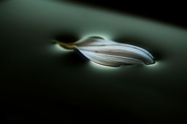water,petal,macro