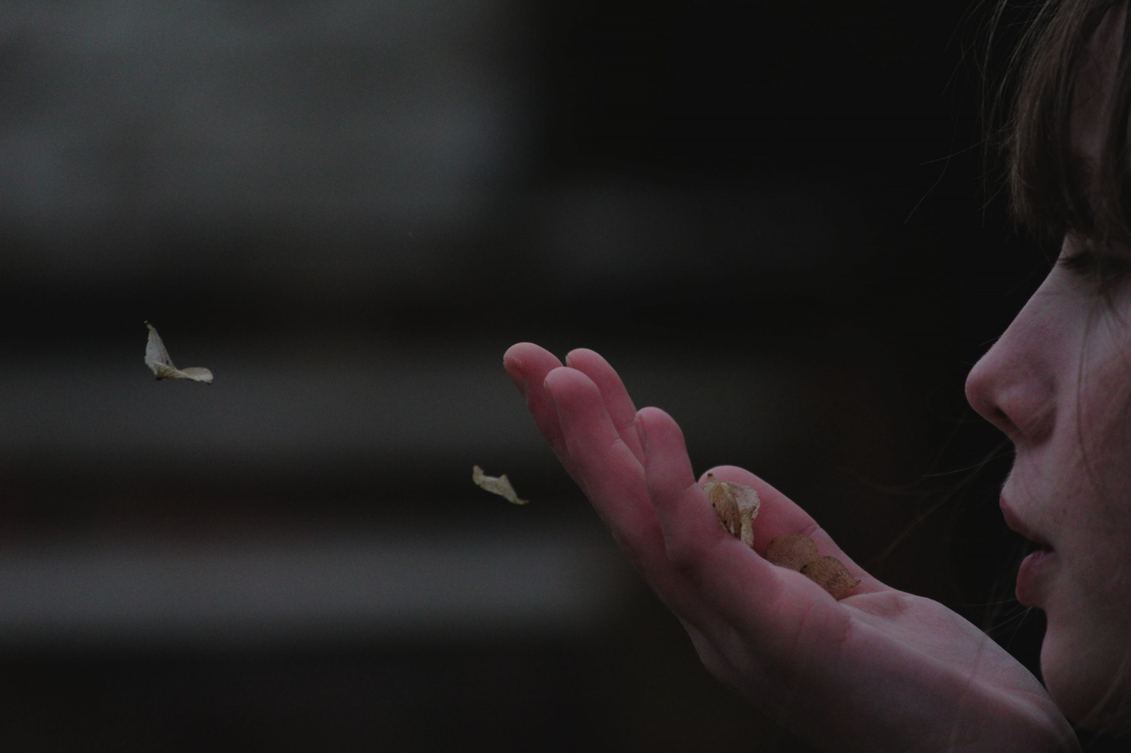 květ, tvář, kontrast, Kánon, temný, vlasy, nos, eos, letící, Lístky, Soustředit se, měkký, ruka, vítr, profil, Volný, uvolnit, třepení, rána, označené, prozkoumat, labyrint, David Bowie, to se mi líbí, prozkoumal, 550D, idontlikethis, deadpetals, dearflower, canoneos550d, icantlivewithinyou, youreyescanbesocruel, backtoschoolonmonday