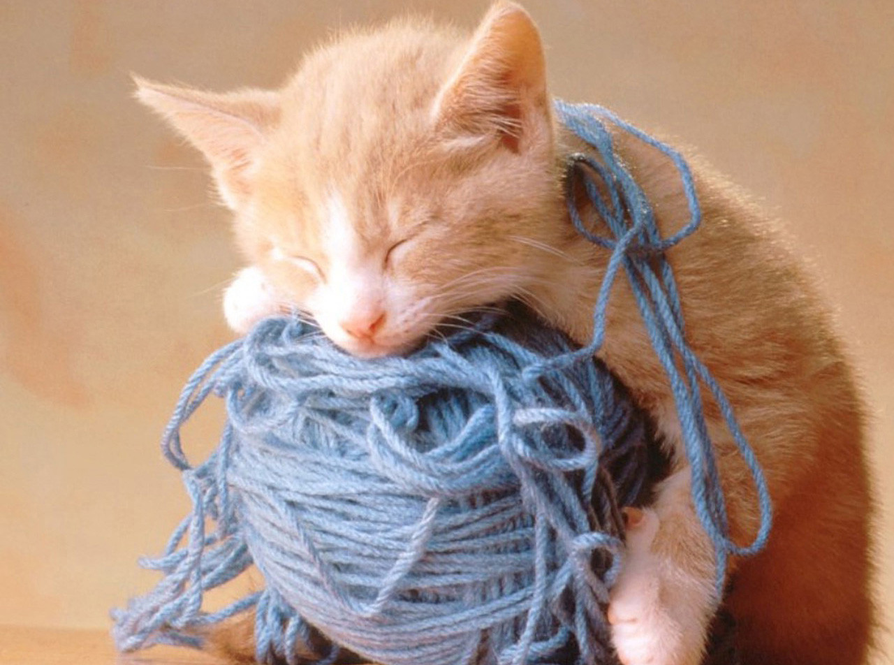 kočka, srst, koťata, kníry, vlákno, kočky, kotě, kočka jako savci, malé až středně velké kočky, carnivoran, domácí krátké vlasy kočka, kočička, 1280x952 px, Krásné obrázky na ploše, Obrazy koček, Fotografie koček, Kočky tapety, Cutties, Kočičí obrázky, na zdi, Pussycats