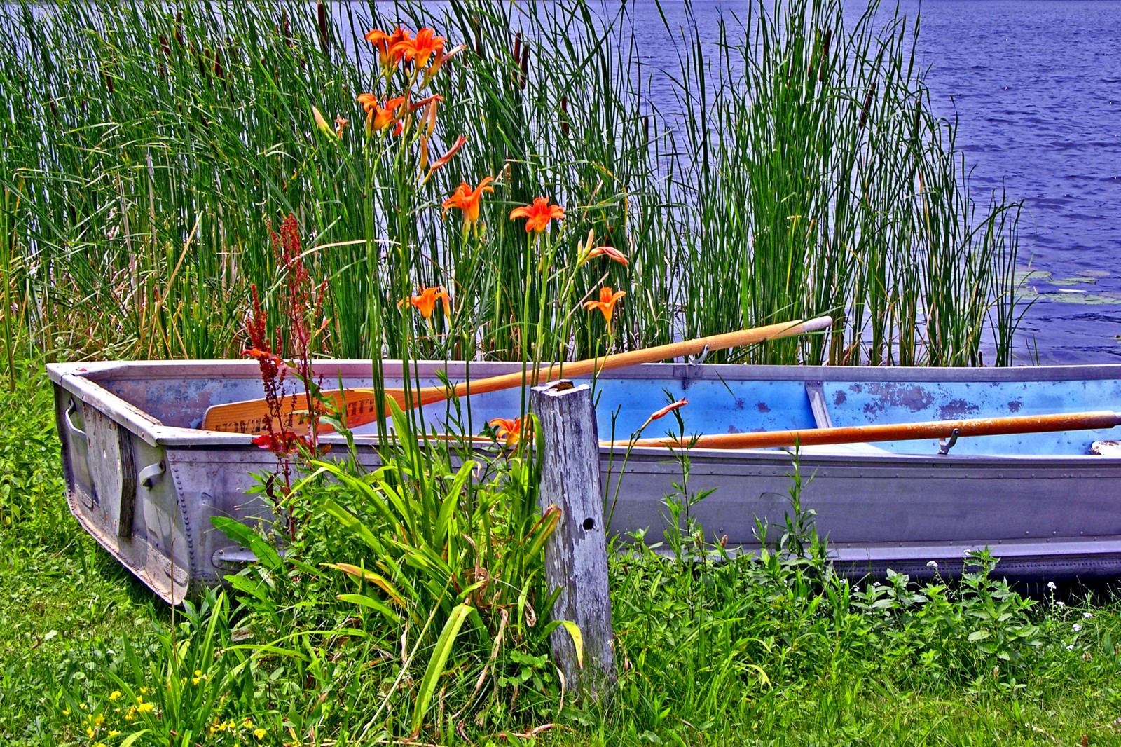 modrý, newyork, barva, barva, Příroda, Krásná, Amerika, loď, fotografie, chladný, rybník, Nikon, Pohled, fotky, lilly, coolpix, amatér, Wny, 8700, ashotadayorso