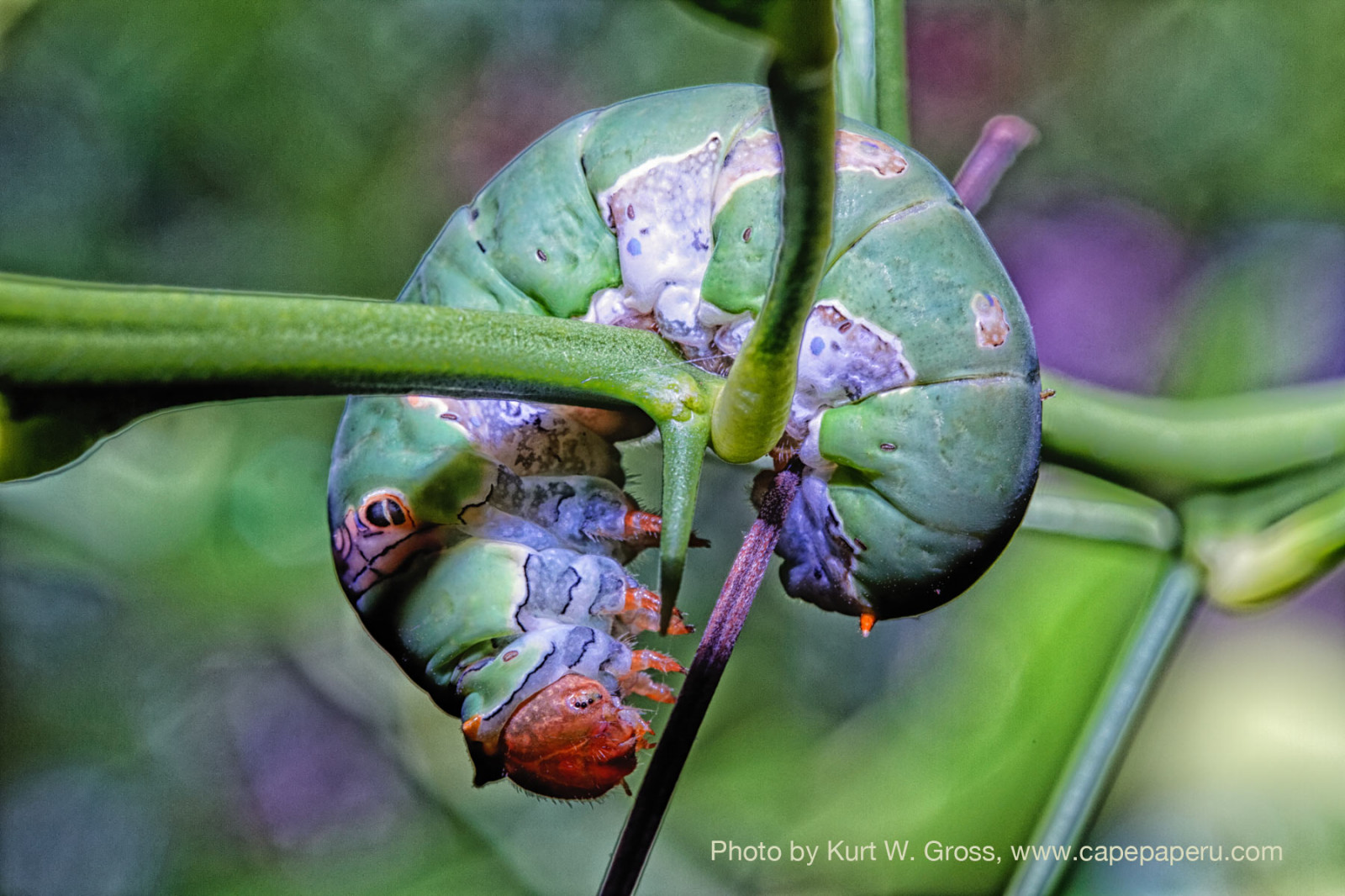 Příroda, fotografování, hmyz, zelená, Indonésie, Housenka, 2014, list, květ, rostlina, flóra, fauna, vyrobit, botanika, zblízka, makro fotografie, závod stonek, bezobratlý, Maluku, Indonesien, Moluky, ambon, molukken, capepaperu, molucas
