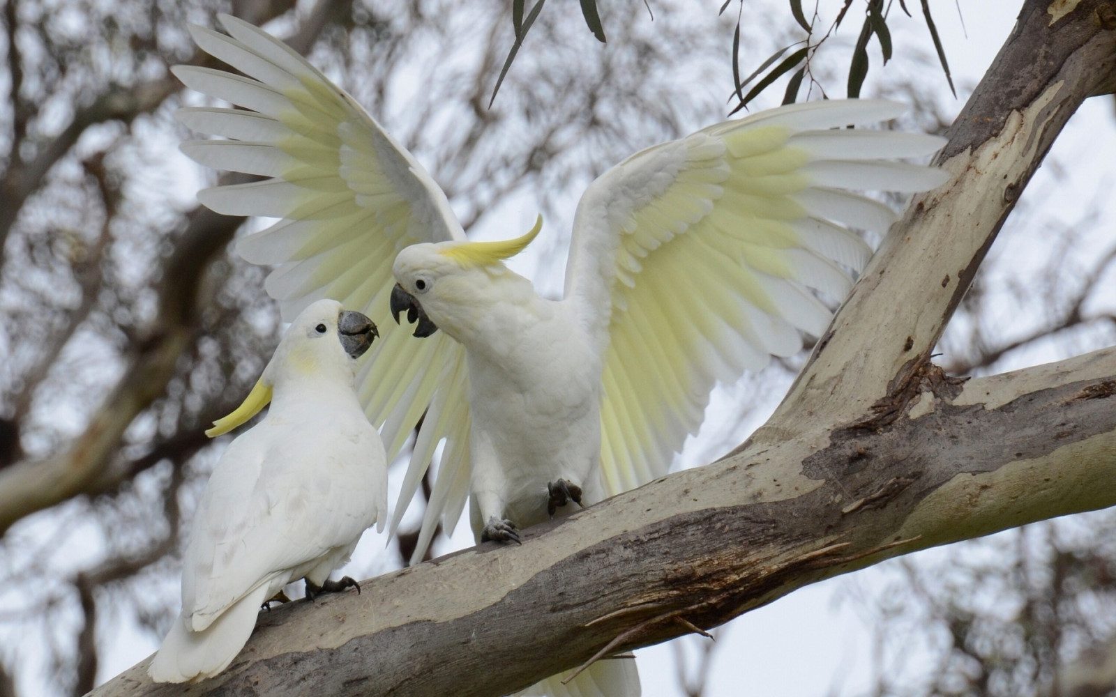 สีขาว, สัตว์, ธรรมชาติ, นกแก้ว, สาขา, สัตว์ป่า, ปาก, นกกระตั้ว, นกกระยาง, นก, นกกระสา, ปีก, สัตว์ป่า, 1920x1200 px, สัตว์มีกระดูกสันหลัง, กำมะถันเหง้า