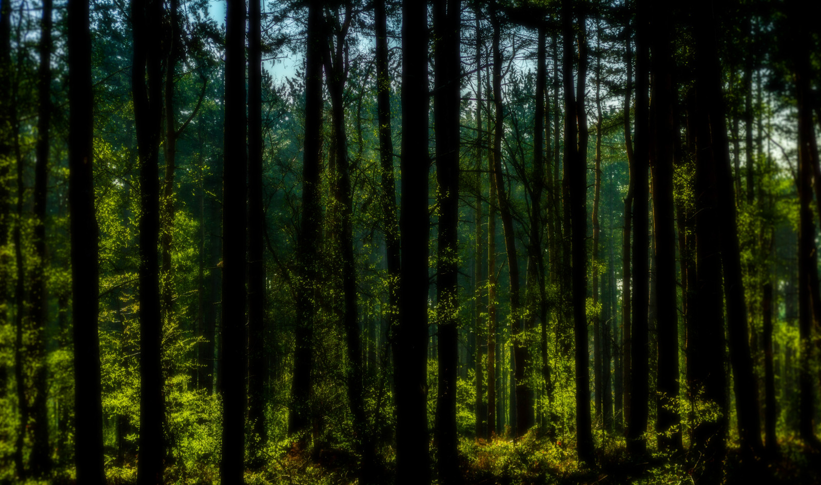 slunečnímu záření, les, Příroda, větev, zelená, smrk, Nikon, divočina, džungle, 2015, deštný prales, důvěra, strom, národní, list, rostlina, vegetace, louka, D3200, zálesí, háj, clumberpark, místo výskytu, přírodní prostředí, atmosférický jev, dřevina, geografický rys, ekosystém, mírné jehličnatý les, biome, prales, smíšený les, opadavý